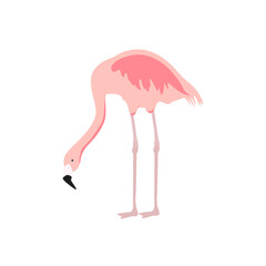 Exotic pink flamingo