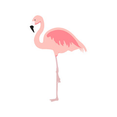 Exotic pink flamingo