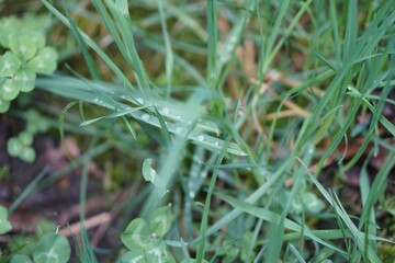 Dew on grass. Dragonfly on grass. Dragonfly on a blade.
