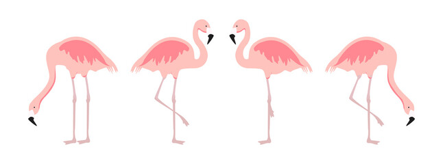 Cartoon roze flamingo vector set. Leuke flamingo& 39 s collectie. Flamingo dier exotisch, natuur wilde fauna illustratie