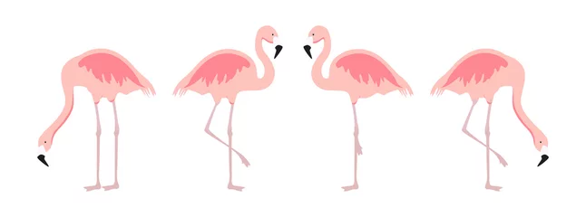 Glasschilderij Flamingo Cartoon roze flamingo vector set. Leuke flamingo& 39 s collectie. Flamingo dier exotisch, natuur wilde fauna illustratie