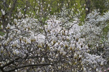Flowers on a tree. Flowers in the wind. Spring in the forest. 