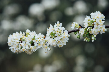 flowering of fruit trees