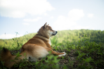 A beautiful red-haired Shiba Inu dog is resting on the grass. The dog lies lazily against the...