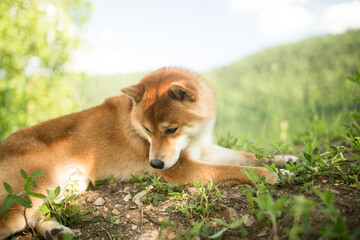 A beautiful red-haired Shiba Inu dog is resting on the grass. The dog lies lazily against the background of the sky and green grass.