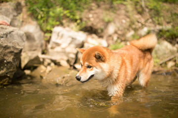A bright beautiful beautiful Shiba Inu dog drinks water from the river and swims in a kind of a sunny summer day. The dog is thirsty