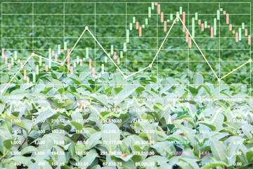 Stock market index information data on agriculture  vegetable for food in the organic farm industry business for presentation and report background. - 431496501