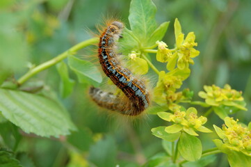 chenille