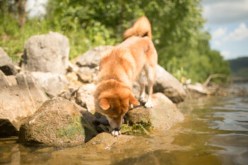 A bright beautiful beautiful Shiba Inu dog drinks water from the river and swims in a kind of a sunny summer day. The dog is thirsty