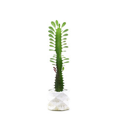 Small cactus with leaves in mortar pot with white isolated background