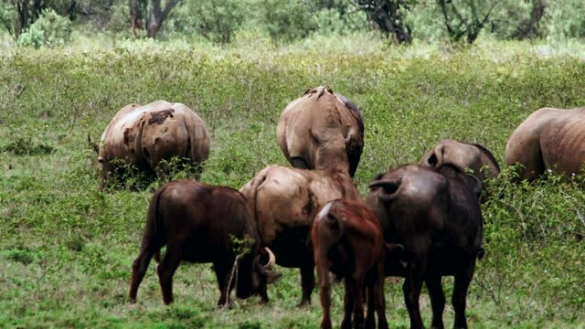 A large black rhinoceros (Diceros bicornis) is walking around in the african heat with Kenyan Crown-Crane (Balearica regulorum) sitting on his back. African Buffalos graze in the foreground.