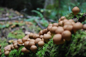 round mushrooms on a fallen tree covered with moss photomacro photography