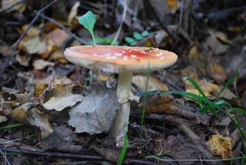 mushroom mushroom in the autumn forest on the grass photomacro photography