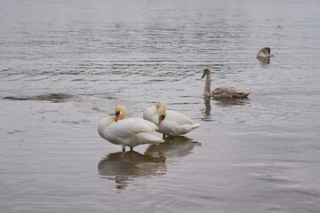 White and grey swans on the water.