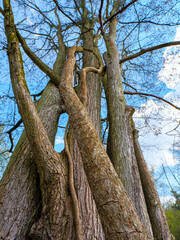 Eine Baugruppe aus sechs St&auml;mmen