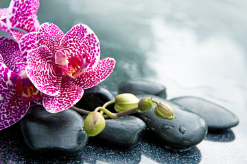 Spa concept with zen stones and pink orchid. - obrazy, fototapety, plakaty