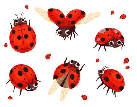 Ladybug. Flying closeup insects in action poses nature bugs nowaday vector illustrations of cartoon red ladybugs