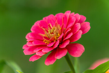Obraz premium Russia. August 20, 2019. Zinnia flower in Lomonosov Park