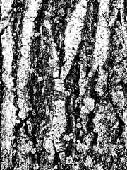 Grunge tree bark texture. Distressed overlay texture. Black and white vector texture