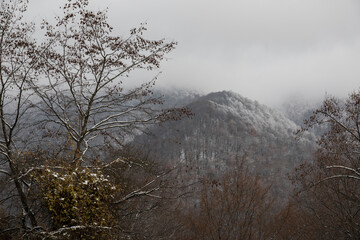 Landscape with beautiful fog in forest on hill or Trail through a mysterious winter forest with autumn leaves on the ground. Road through a winter forest. Magical atmosphere. Azerbaijan nature