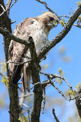 Red-tailed Hawk Sitting on a Branch