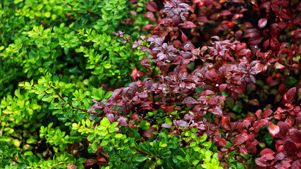 Red and green leaves intersect