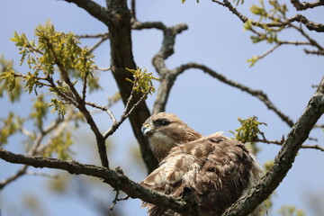 Red-tailed Hawk Sitting on a Branch