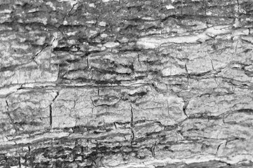 old tree bark background and texture for art and graphic design