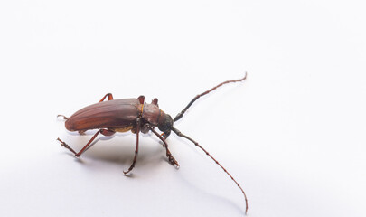 Brown Prionid beetle ( Orthosoma brunneum)