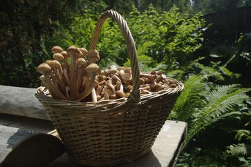 long mushrooms in a basket under the sun macro photography