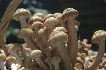 long mushrooms in a basket under the sun macro photography