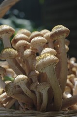 long mushrooms in a basket under the sun macro photography