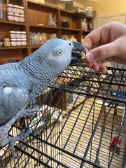 parrot pet eating food from owners hand