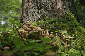 forest mushrooms in moss growing on a tree macro photography