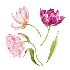 set of pink flowers tulips close-up on a white background. illustration watercolor hand painted