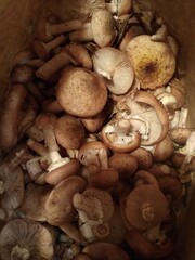 Fototapeta premium porcini mushrooms inside the basket photomacro photography