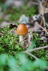 small mushroom in the grass macro photography