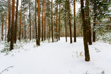 Pine forest on a snowy winter day. Russia, Europe. Beautiful nature. Christmas tree.