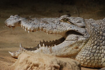 crocodile