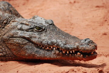 Obraz premium crocodile