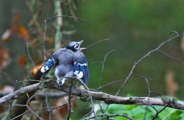 DescriptionThe blue jay is a bird in the family Corvidae, native to North America. It resides through most of eastern and central United States, although western populations may be migratory.