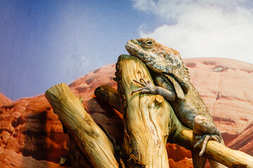 lizard