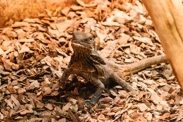 lizard