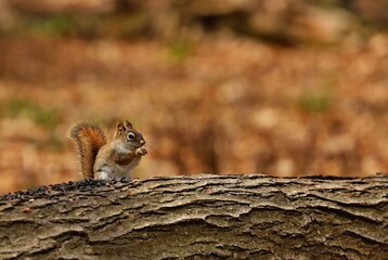 Naklejka na ściany i meble The American red squirrel (Tamiasciurus hudsonicus) known as the pine squirrel, North American red squirrel and chickaree.