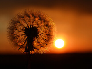 The silhouette of a dandelion on the background of the setting sun. Copy space for text.