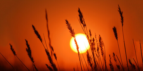 Silhouette of plants against the background of the setting sun. Copy space for text.