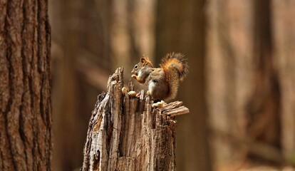 The American red squirrel (Tamiasciurus hudsonicus) known as the pine squirrel, North American red squirrel and chickaree.