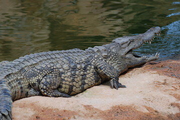 crocodile