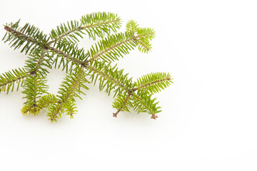 fir tree branch on a white background