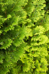 Selective focus of fresh green branches of thuja trees on green background, evergreen coniferous tree.